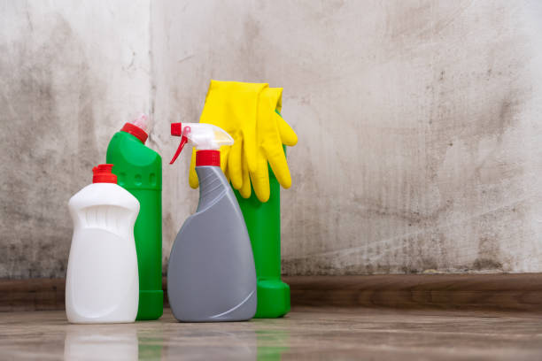 Why You Should Choose Our Mold Remediation Services in Nashville, GA